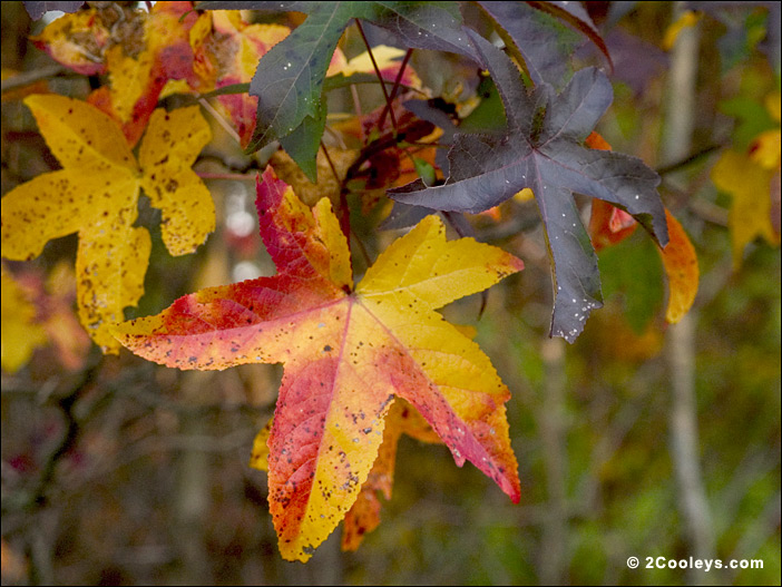Ozark gum tree
