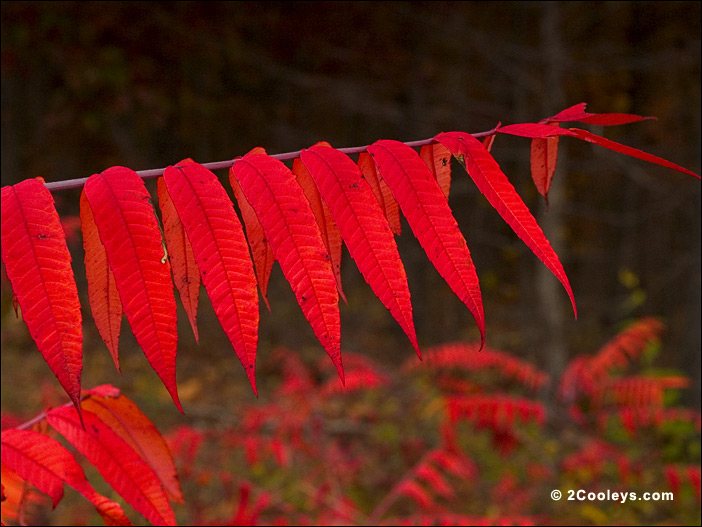ozark smooth sumac in autumn colors