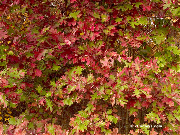 Ozarks White Oak in fall colors
