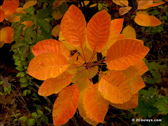Ozark Mockernut Hickory Sapling