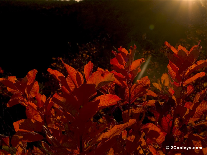 Ozark understory
