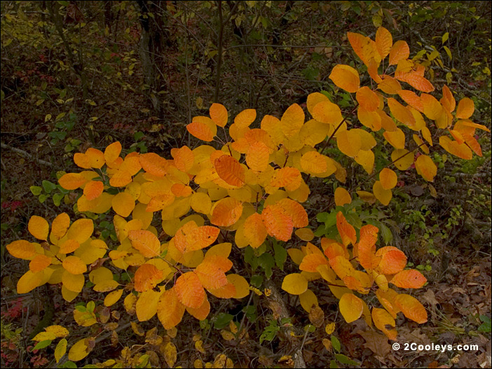 ozark hickory saplings
