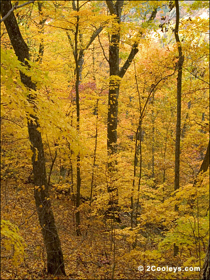 ozark mountain fall foliage oak trees