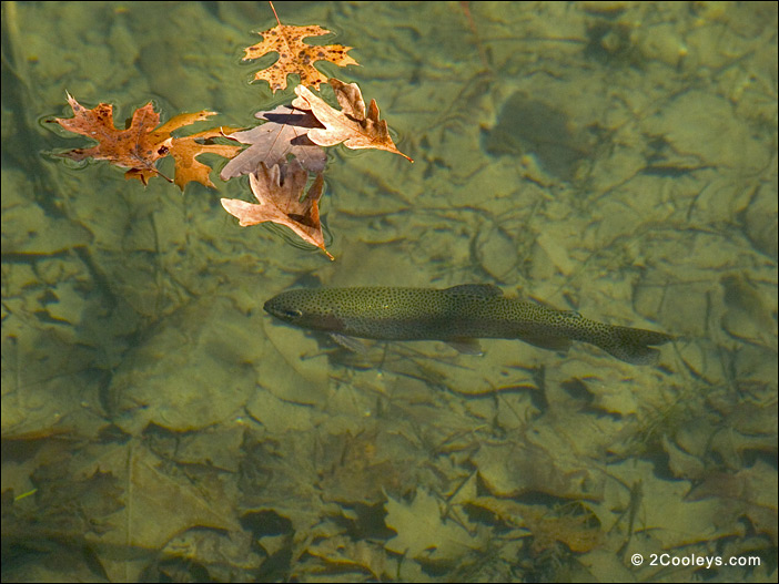North Fork River trout stream