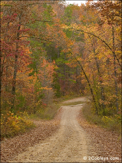 Near Mountain Home Arkansas ozark national forest