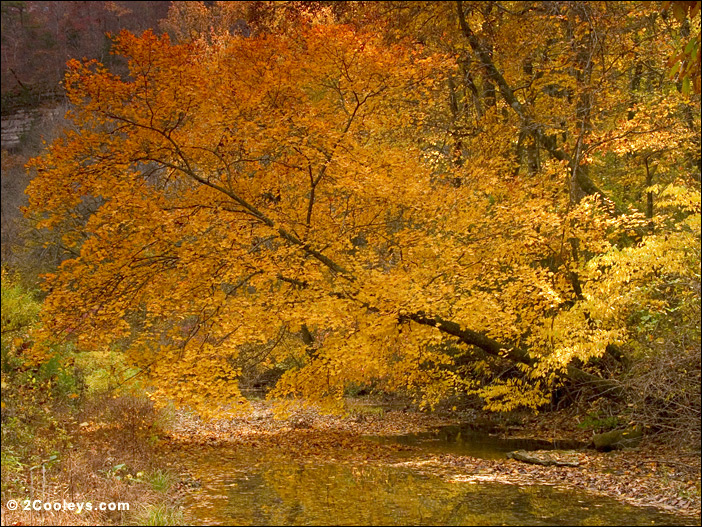 Ozark Mountains fall color