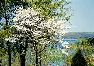 dogwood on bull shoals