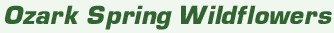 mast1.gif (2134 bytes)