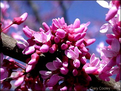 redbuds1-5919.jpg (35061 bytes)