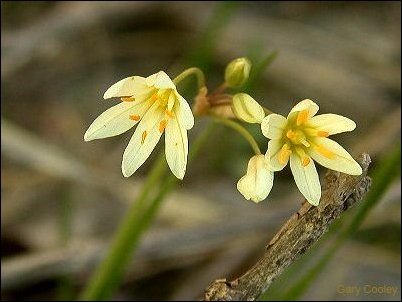 false garlic