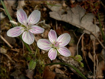 spring beauty