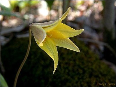 yellow trout lily