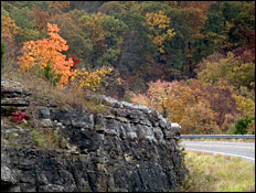 fall foliage